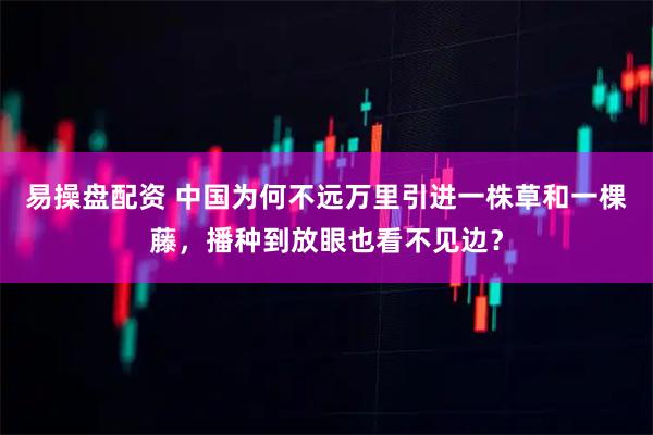 易操盘配资 中国为何不远万里引进一株草和一棵藤，播种到放眼也看不见边？